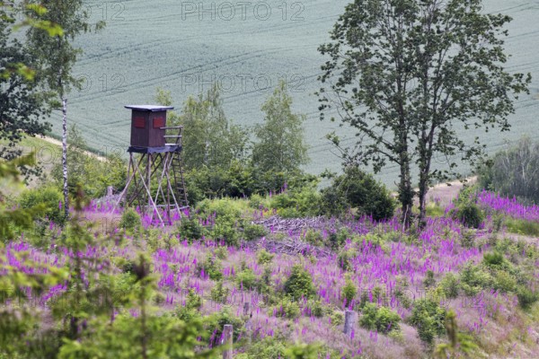 Landscape with raised hide and flowering foxglove (Digitalis purpurea) in the middle of a green environment, Kreuztal North Rhine-Westphalia, Siegerland