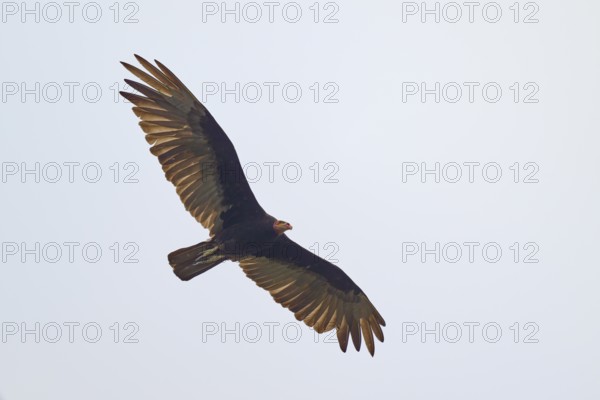 Greater yellow-headed vulture (Cathartes burrovianus) flying through the clear sky with outstretched wings, Rio Negro, Pantanal, UNESCO Biosphere Reserve, Mato Grosso, Brazil