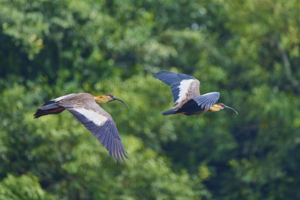 Two woodland ibises flying synchronously in front of a dense forest background, white-necked ibis (Theristicus caudatus), Rio Negro, Pantanal, UNESCO Biosphere Reserve, Mato Grosso, Brazil
