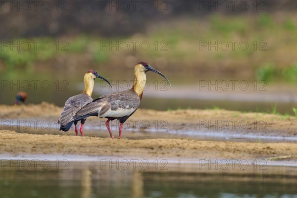 Two woodland ibises standing at the edge of the water and looking in the same direction, white-necked ibis (Theristicus caudatus), Rio Negro, Pantanal, UNESCO Biosphere Reserve, Mato Grosso, Brazil