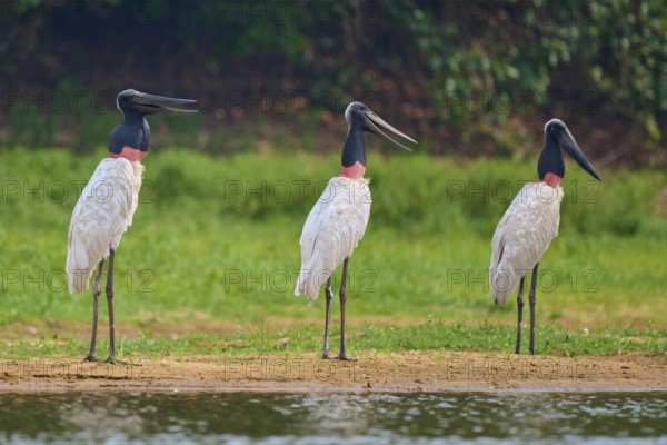Three Jabirus standing next to each other on the bank in a green landscape, Jabiru (Jabiru mycteria), Pantanal, UNESCO Biosphere Reserve, Mato Grosso, Brazil