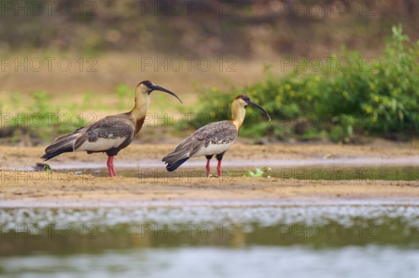 Two woodland ibises standing on the bank of a body of water, surrounded by green vegetation, white-necked ibis (Theristicus caudatus), Rio Negro, Pantanal, UNESCO Biosphere Reserve, Mato Grosso, Brazil