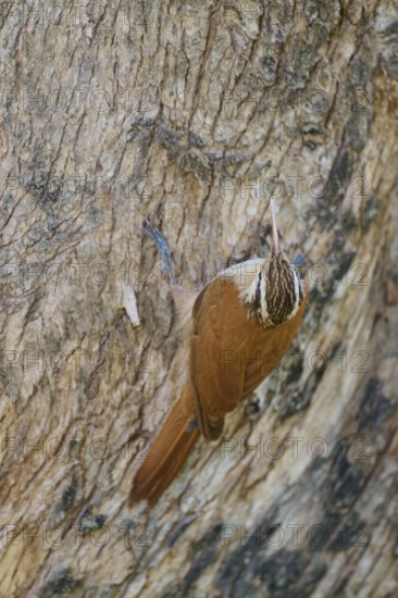 Brown and white bird climbing on cracked tree bark, perfectly camouflaged in natural environment, Southern White-bellied Woodcreeper (Lepidocolaptes angustirostris), Pantanal, UNESCO Biosphere Reserve, Mato Grosso, Brazil