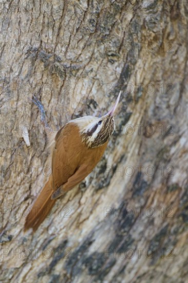 Brown and white bird climbing on tree bark, well camouflaged in its natural environment, Southern White-bellied Woodcreeper (Lepidocolaptes angustirostris), Pantanal, UNESCO Biosphere Reserve, Mato Grosso, Brazil