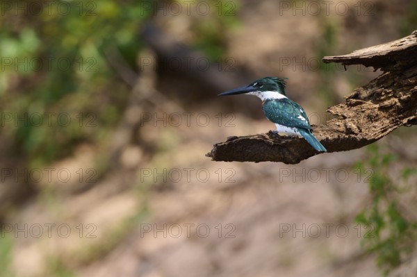 A kingfisher sits quietly on a branch in a natural environment full of green and brown tones, Amazonian Kingfisher (Chloroceryle amazona), Rio Negro, Pantanal, UNESCO Biosphere Reserve, Mato Grosso, Brazil