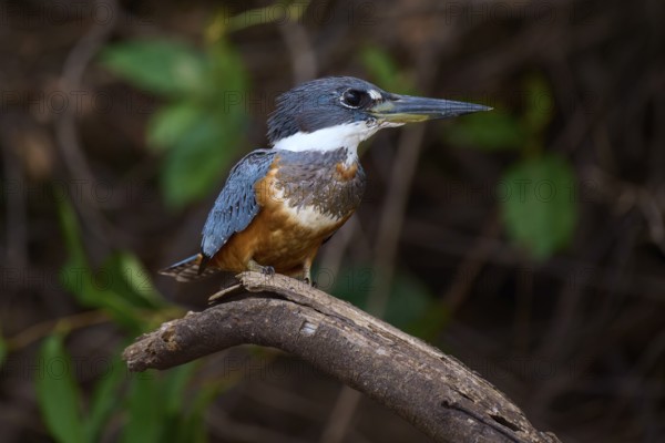 A bird sitting on a branch surrounded by green foliage in a natural environment, Red-breasted Kingfisher (Megaceryle torquata), Rio Negro, Pantanal, UNESCO Biosphere Reserve, Mato Grosso, Brazil