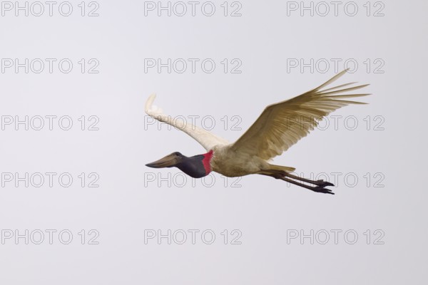 A Jabiru in flight, wings outstretched against a bright sky, Jabiru (Jabiru mycteria), Pantanal, UNESCO Biosphere Reserve, Mato Grosso, Brazil