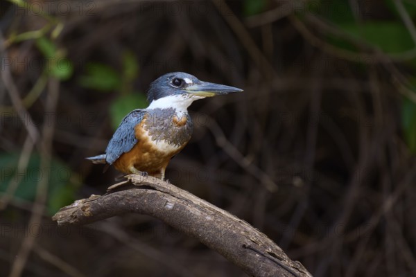 The bird with blue and brown plumage sits attentively on a branch in a green environment, Red-breasted Kingfisher (Megaceryle torquata), Rio Negro, Pantanal, UNESCO Biosphere Reserve, Mato Grosso, Brazil