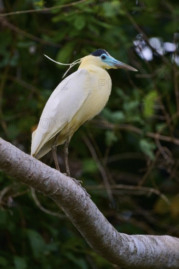 A bird sits on a branch, amidst dense green vegetation, with contrasting plumage, Capped Heron (Pilherodius pileatus), Rio Negro, Pantanal, UNESCO Biosphere Reserve, Mato Grosso, Brazil