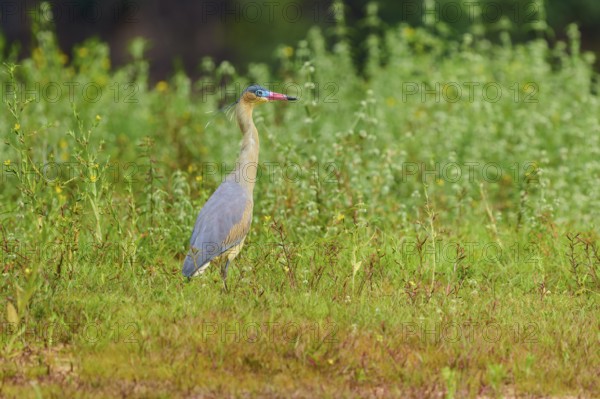 A heron stands still in a green meadow, surrounded by plants, in a quiet, natural environment, Whistling Heron (Syrigma sibilatrix), Rio Negro, Pantanal, UNESCO Biosphere Reserve, Mato Grosso, Brazil