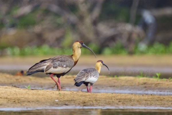 Two ibises standing side by side on the bank of a body of water, white-necked ibis (Theristicus caudatus), Rio Negro, Pantanal, UNESCO Biosphere Reserve, Mato Grosso, Brazil
