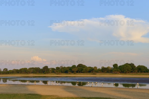 Birds on the lakeshore at sunset, surrounded by trees and clouds with a clear sky, Jabiru (Jabiru mycteria), Pantanal, UNESCO Biosphere Reserve, Mato Grosso, Brazil
