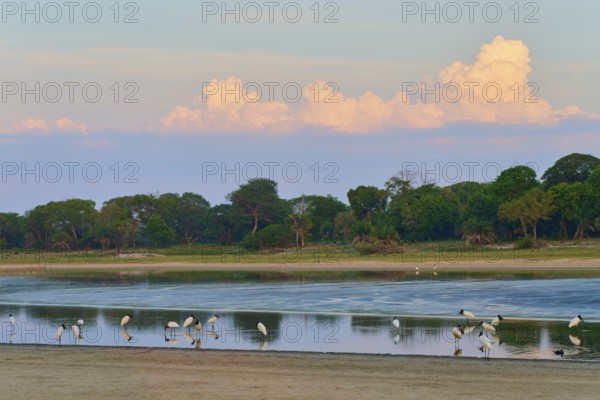 Birds at the lake, surrounded by green trees and cloudy sky, Jabiru (Jabiru mycteria), Pantanal, UNESCO Biosphere Reserve, Mato Grosso, Brazil