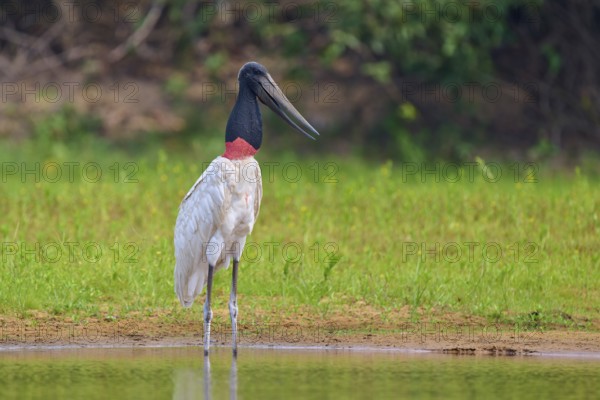 A single Jabiru stands at the edge of a body of water with dense greenery in the background, Jabiru (Jabiru mycteria), Pantanal, UNESCO Biosphere Reserve, Mato Grosso, Brazil
