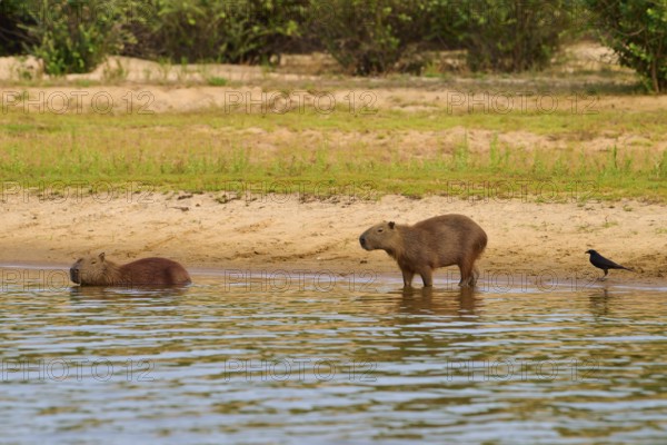 Two capybaras and a bird on the bank of a body of water in a green landscape, Capybara (Hydrochoerus hydrochaeris), Giant Cowbird (Molothrus oryzivorus), Rio Negro, Pantanal, UNESCO Biosphere Reserve, Mato Grosso, Brazil