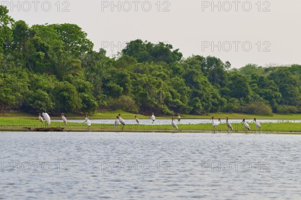 Birds on the shore of a lake with dense forest in the background, Wood Stork (Mycteria americana), Rio Negro, Pantanal, UNESCO Biosphere Reserve, Mato Grosso, Brazil