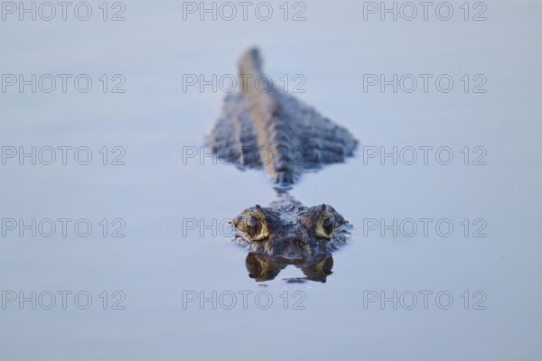 A caiman swims calmly in the water directly towards the camera, Yacare caiman (Caiman yacare, Caiman crocodilus yacara), Rio Negro, Fazenda Barranco Alto, Pantanal, UNESCO Biosphere Reserve, Mato Grosso, Brazil
