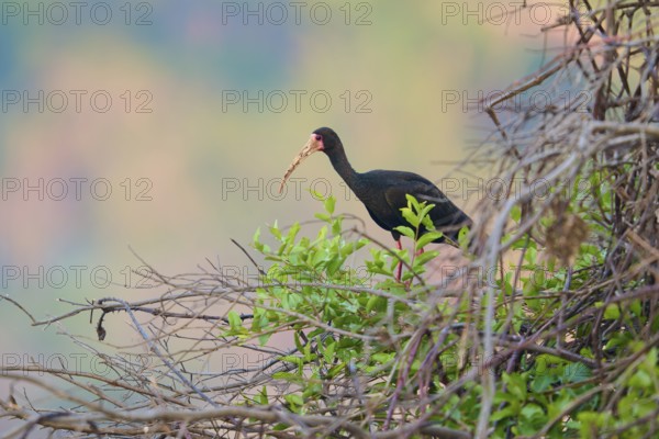 A bird sitting on branches surrounded by green plants in a natural habitat, black ibis (Phimosus infuscatus), Rio Negro, Fazenda Barranco Alto, Pantanal, UNESCO Biosphere Reserve, Mato Grosso, Brazil