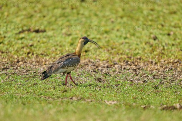 An ibis runs across a green meadow surrounded by natural landscape, white-necked ibis (Theristicus caudatus), Fazenda Barranco Alto, Pantanal, UNESCO Biosphere Reserve, Mato Grosso, Brazil