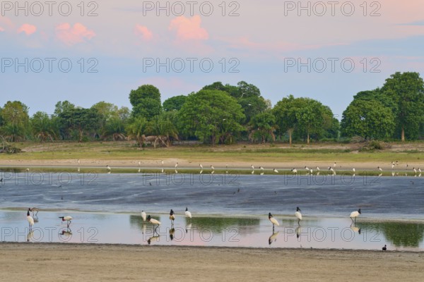 Birds in a calm body of water at sunset with green trees in the background, Jabiru (Jabiru mycteria), Pantanal, UNESCO Biosphere Reserve, Mato Grosso, Brazil