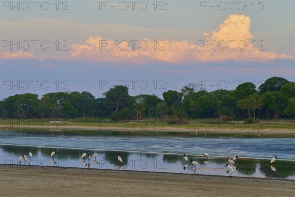 Birds standing in the water in front of a forest under a peaceful, cloudy sky, Jabiru (Jabiru mycteria), Pantanal, UNESCO Biosphere Reserve, Mato Grosso, Brazil