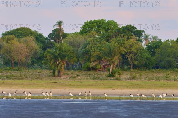 Birds on the shore of a lake in front of lush vegetation and a peaceful sky, Jabiru (Jabiru mycteria), Pantanal, UNESCO Biosphere Reserve, Mato Grosso, Brazil