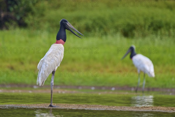 A Jabiru stands at the water's edge with another one in the background, surrounded by green vegetation, Jabiru (Jabiru mycteria), Pantanal, UNESCO Biosphere Reserve, Mato Grosso, Brazil