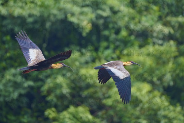 Two forest ibises in flight, in front of lush green forest, white-necked ibis (Theristicus caudatus), Rio Negro, Pantanal, UNESCO Biosphere Reserve, Mato Grosso, Brazil
