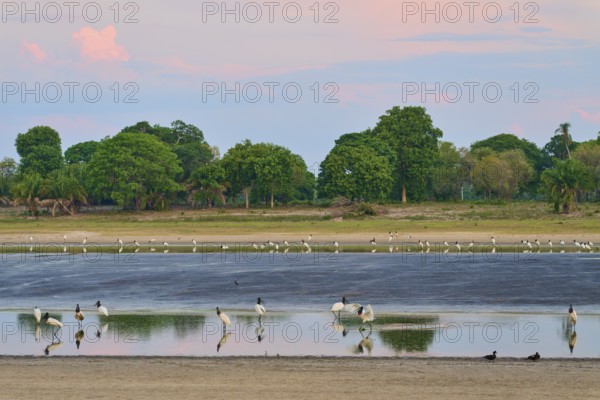 Birds in the water against a sky in the evening light, surrounded by nature, Jabiru (Jabiru mycteria), Pantanal, UNESCO Biosphere Reserve, Mato Grosso, Brazil