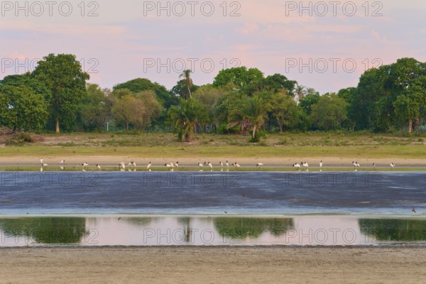 Birds in the water against a backdrop of trees and a calm, reflecting sky, Jabiru (Jabiru mycteria), Pantanal, UNESCO Biosphere Reserve, Mato Grosso, Brazil