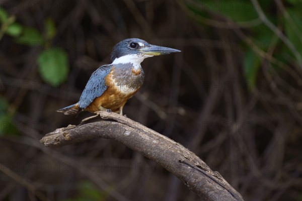 A bird with blue and brown plumage sits on a branch in the green background, Red-breasted Kingfisher (Megaceryle torquata), Rio Negro, Pantanal, UNESCO Biosphere Reserve, Mato Grosso, Brazil