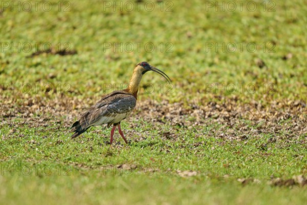 A bird with a long beak stands on a green meadow, White-necked Ibis (Theristicus caudatus), Fazenda Barranco Alto, Pantanal, UNESCO Biosphere Reserve, Mato Grosso, Brazil