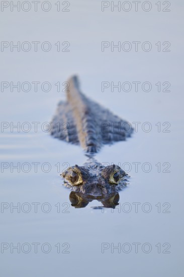 A caiman glides calmly in the water, directly towards the camera, Yacare caiman (Caiman yacare, Caiman crocodilus yacara), Rio Negro, Fazenda Barranco Alto, Pantanal, UNESCO Biosphere Reserve, Mato Grosso, Brazil