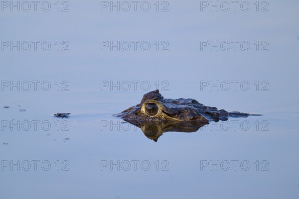 The head of a caiman protrudes from the blue water, the eyes concentrated, Yacare caiman (Caiman yacare, Caiman crocodilus yacara), Rio Negro, Fazenda Barranco Alto, Pantanal, UNESCO Biosphere Reserve, Mato Grosso, Brazil