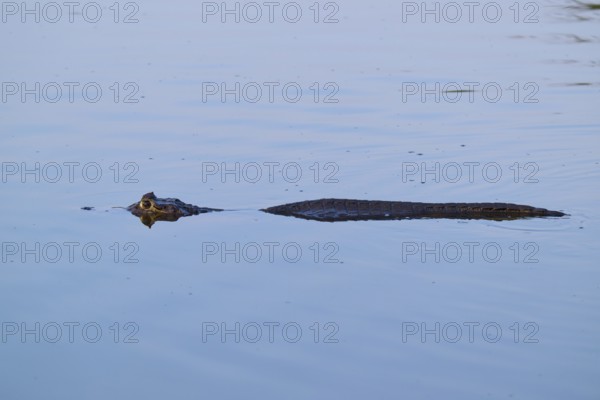 A caiman swimming in calm water with only its head and back visible, Yacare caiman (Caiman yacare, Caiman crocodilus yacara), Rio Negro, Fazenda Barranco Alto, Pantanal, UNESCO Biosphere Reserve, Mato Grosso, Brazil
