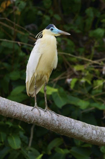 A bird with cream-coloured plumage sits on a branch surrounded by lush green vegetation, Capped Heron (Pilherodius pileatus), Rio Negro, Pantanal, UNESCO Biosphere Reserve, Mato Grosso, Brazil