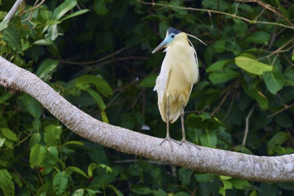 A bird sits quietly on a branch, surrounded by dense green leaves that create a peaceful atmosphere, Capped Heron (Pilherodius pileatus), Rio Negro, Pantanal, UNESCO Biosphere Reserve, Mato Grosso, Brazil
