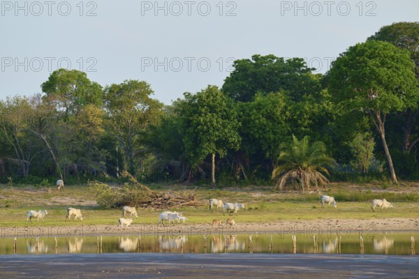 Herd of cattle on the lakeside against a lush backdrop of trees with clear skies and reflecting water, Fazenda Barranco Alto, Pantanal, UNESCO Biosphere Reserve, Mato Grosso, Brazil