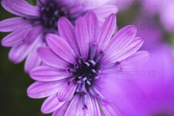 Cape basket (Osteospermum) detailed close-up of a purple flower with soft light and gently blurred foreground, Dortmund, North Rhine-Westphalia, Germany