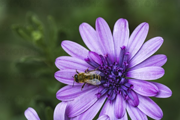Bee (Apidae) sitting on a violet flower on a cape basket (Osteospermum) in a detailed close-up in front of a softly blurred green background in soft light, Dortmund, North Rhine-Westphalia, Germany