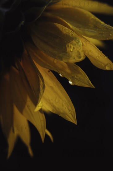 Sunflower (Helianthus annuus), detailed close-up of yellow petals with water droplets against a dark background in soft, warm light, Dortmund, North Rhine-Westphalia, Germany
