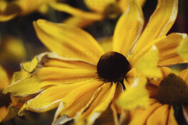 Rudbeckia hirta, detailed close-up of several yellow-orange flowers with dark flower centre and soft background blur in soft, warm light, Dortmund, North Rhine-Westphalia, Germany