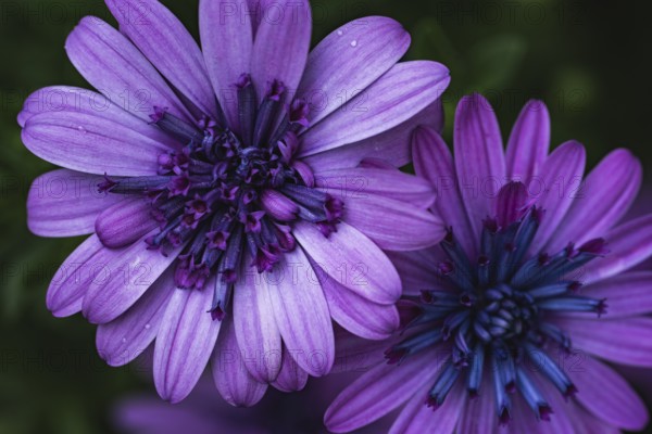 Cape basket (Osteospermum) two violet flowers in detailed close-up with dark, blue-violet flower centres in front of softly blurred background in soft light, Dortmund, North Rhine-Westphalia, Germany