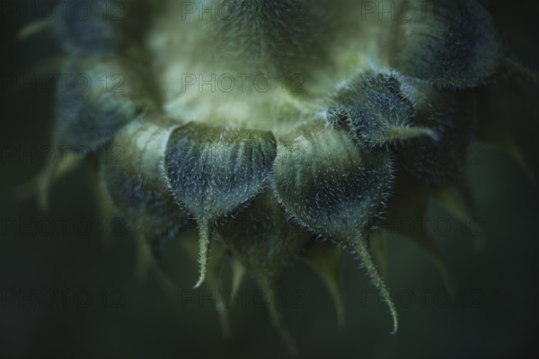 Sunflower (Helianthus annuus) detailed artistic macro shot of the hairy bracts and the opening bud with fine texture, shallow depth of field, dark background, soft light, Dortmund, North Rhine-Westphalia, Germany