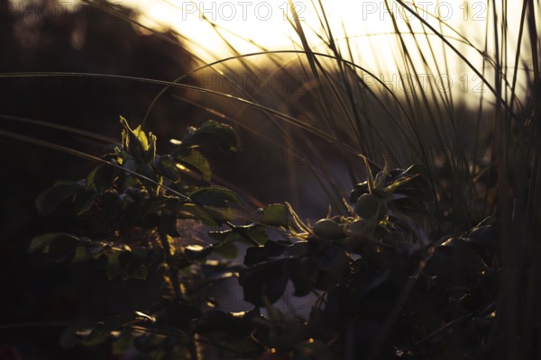 Wild rose (Rosa sp.) Branch with still unripe rose hips and shiny leaves in the foreground, surrounded by dune grass in soft, warm backlight, atmospheric coastal scene with shallow depth of field, Schillig, Lower Saxony, Germany
