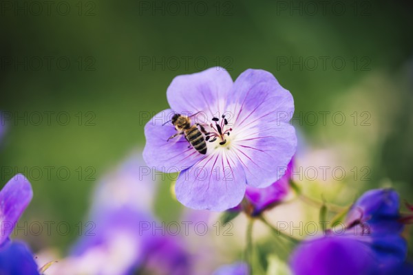 Bee (Apidae), bee on violet flower, close-up with shallow depth of field and soft light, Schillig, Lower Saxony, Germany