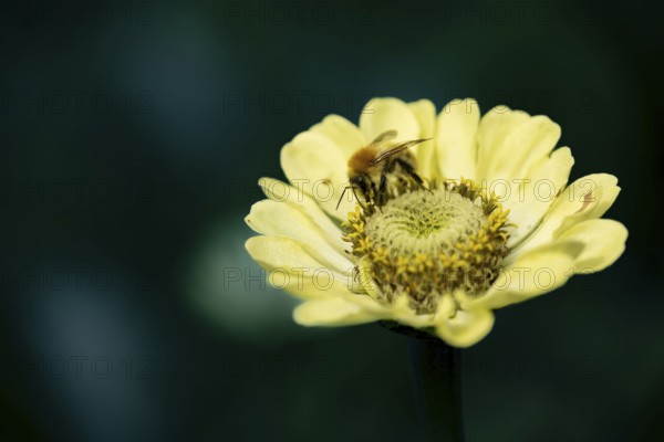 Bee (Apidae) on small yellow flower, close-up with blurred background in soft, warm light, Dortmund, North Rhine-Westphalia, Germany