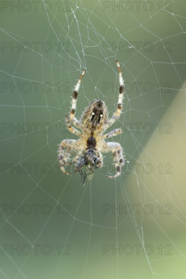 Wheel web spider (Araneidae) adult spider hangs upside down in a fine wheel web and holds a captured fly in its mouthparts, detailed close-up with visible spider threads, selective sharpness, calm greenish background, soft light, Dortmund, North Rhine-Westphalia, Germany