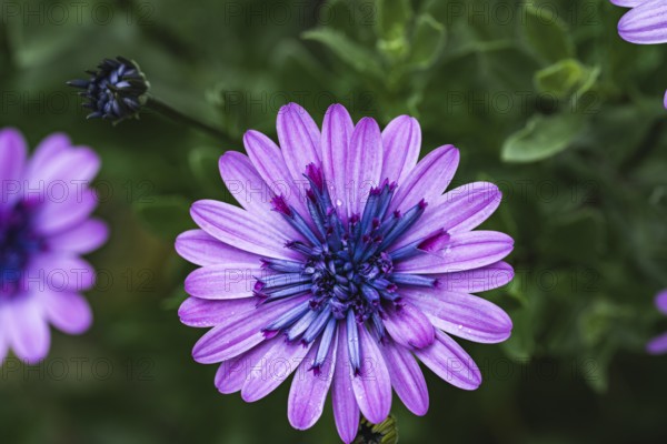 Cape basket (Osteospermum) purple flower with blue centre against a blurred green background in soft light, Dortmund, North Rhine-Westphalia, Germany