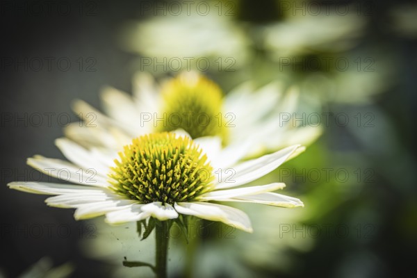 White Coneflower (Echinacea purpurea) white petals with green, spiky flower cone in close-up in front of softly blurred background in soft light, Dortmund, North Rhine-Westphalia, Germany